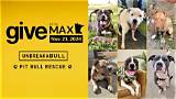Connecticut's Trusted Pit Bull Rescue: Giving Hope to Loving Canines