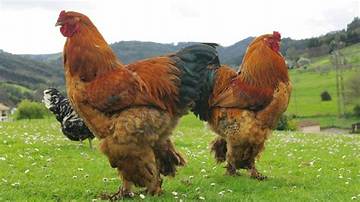 How Big Is the Giant Chicken? This Monster Bird Is an Internet Phenomenon